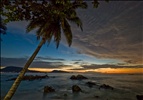 Palm tree at dawn, Patong beach